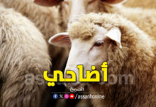 mouton