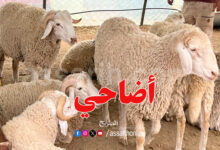 mouton