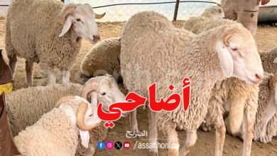 mouton