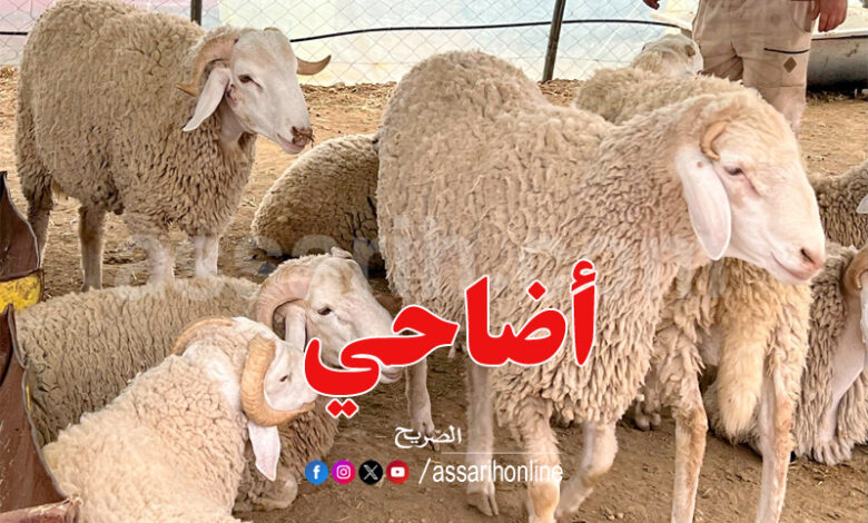 mouton