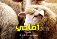 mouton de l'aid 2025