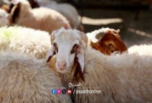 mouton de laide