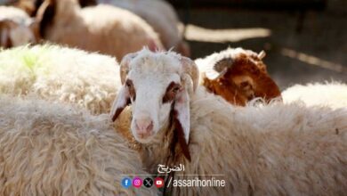 mouton de laide