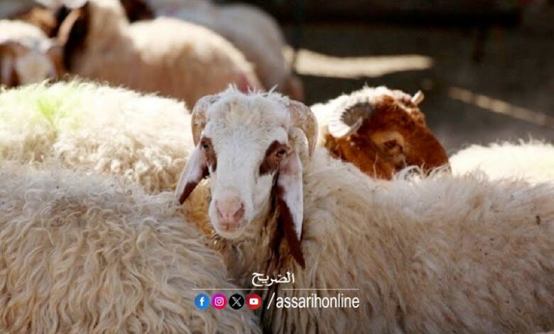 mouton de laide