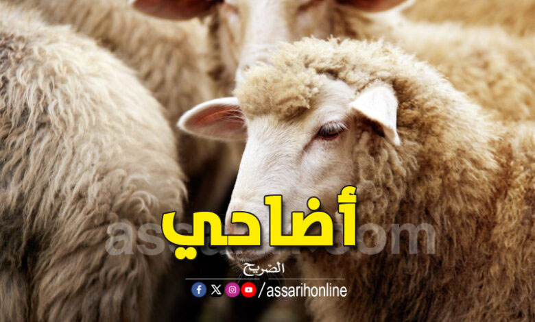 mouton