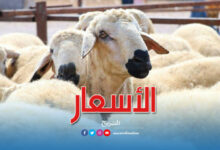 moutons de l'aid