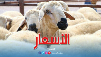 moutons de l'aid