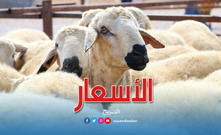 moutons de l'aid