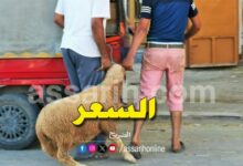 moutons-de-laid