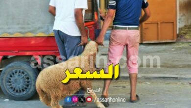 moutons-de-laid