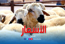 moutons eid