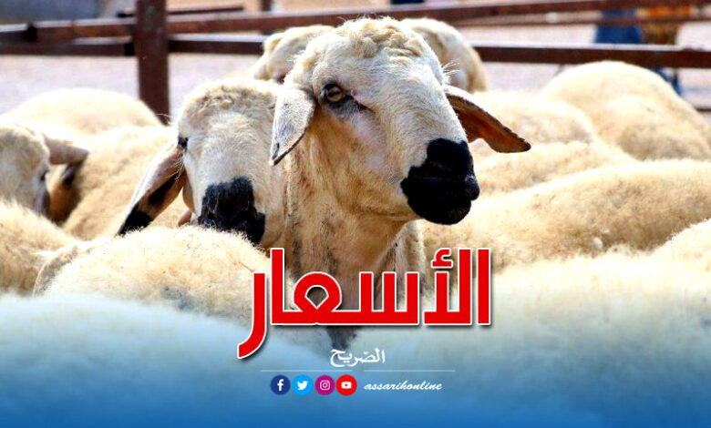 moutons eid