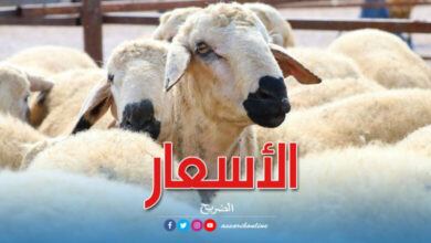 moutons-eid-idhha