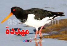 oiseau