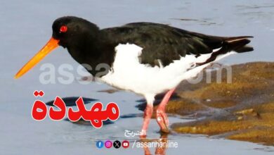 oiseau