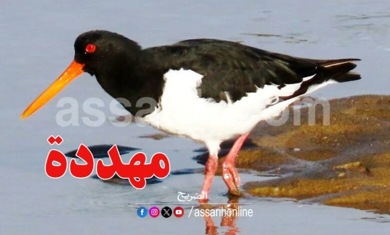 oiseau