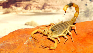 scorpion