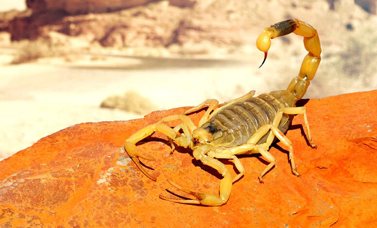 scorpion