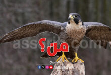 sef-oiseaux Festival Haouaria 2025