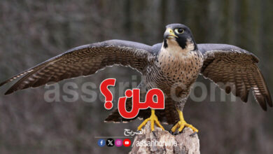 sef-oiseaux Festival Haouaria 2025