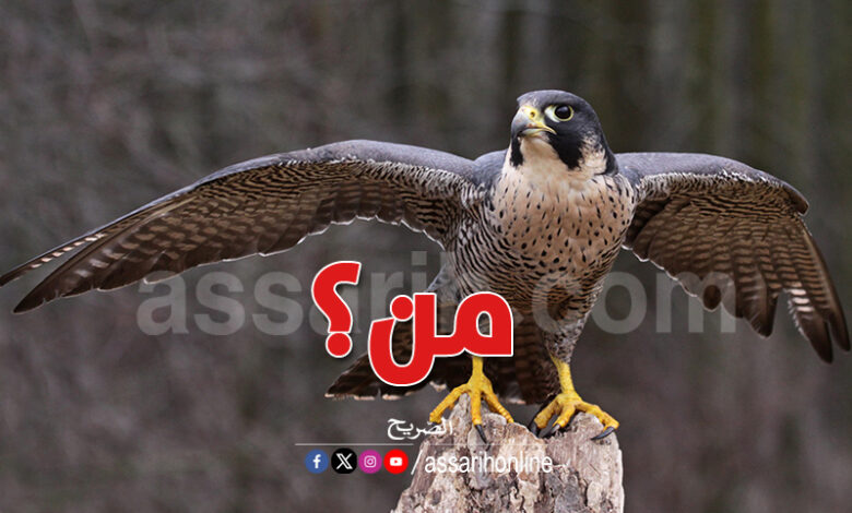 sef-oiseaux Festival Haouaria 2025