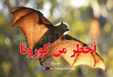Chauves souris