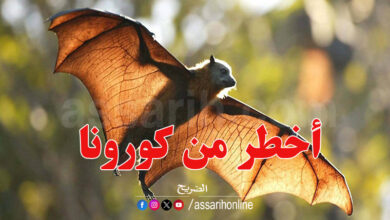Chauves souris