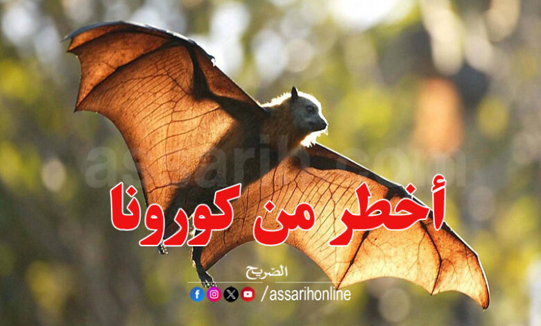 Chauves souris
