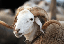 Mouton de L aid