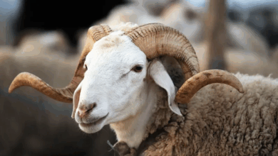 Mouton de L aid