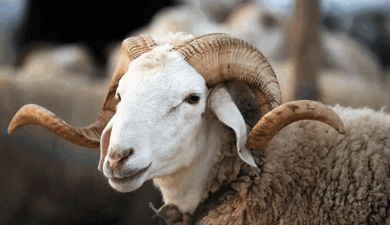 Mouton de L aid