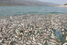 Poissons morts sur les plages de Monastir