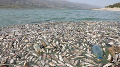 Poissons morts sur les plages de Monastir