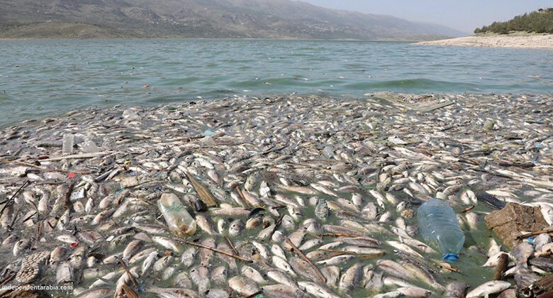 Poissons morts sur les plages de Monastir