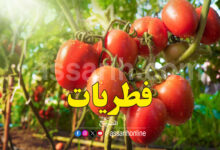 Tomates