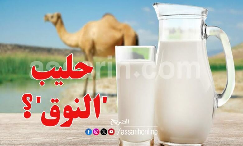 lait de chamelle