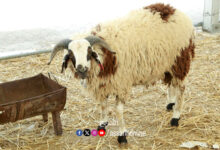 mouton