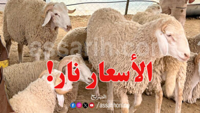 mouton