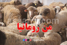 mouton roumanie