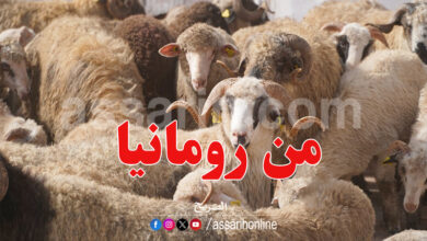 mouton roumanie