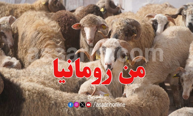 mouton roumanie