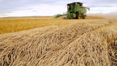 Alimentation grossière