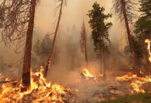 Feu de forêt