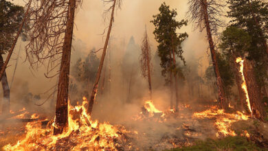 Feu de forêt