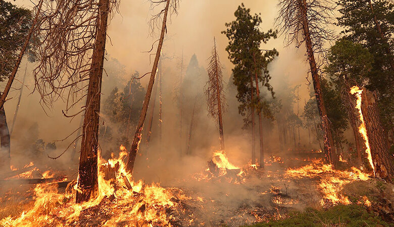 Feu de forêt