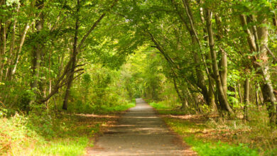 Forêt Tunisie