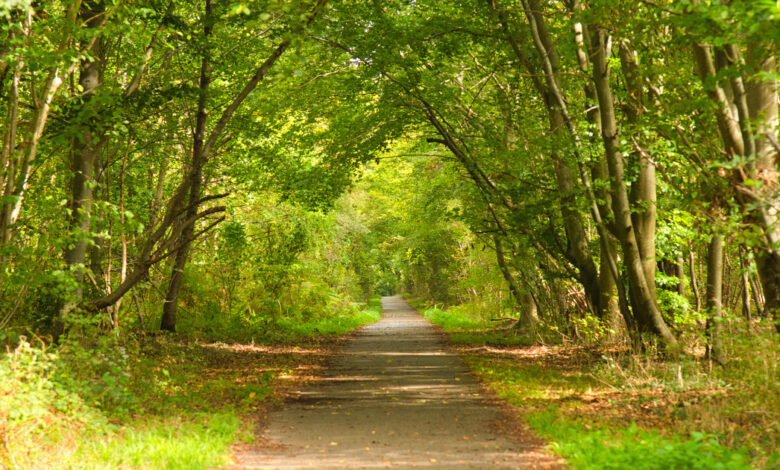 Forêt Tunisie