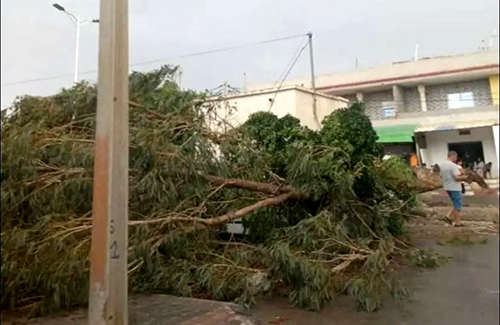 Une tempête déracine des arbres à Bir Masharqa 01