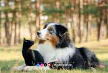 chiens et chats