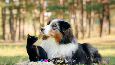 chiens et chats